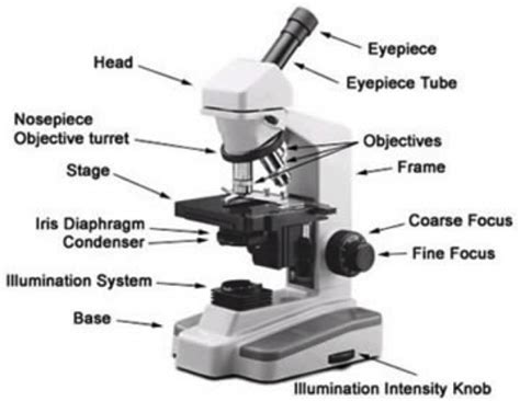 Parts Of A Microscope Worksheet