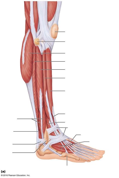 Lateral Leg Muscle Diagram Diagram Quizlet