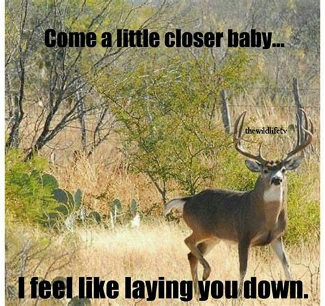 Funny Deer Hunting Quotes Shortquotes Cc