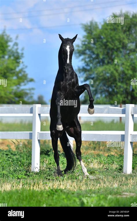 Black Akhal Teke Stallion Reaing And Playing In The Paddock Stock Photo