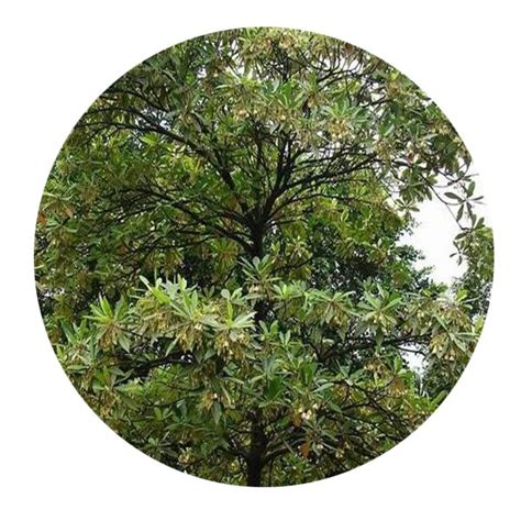 Dwarfgiantfarm 100pcs A Set Elaeocarpus Hainanensis Seed Proqgf