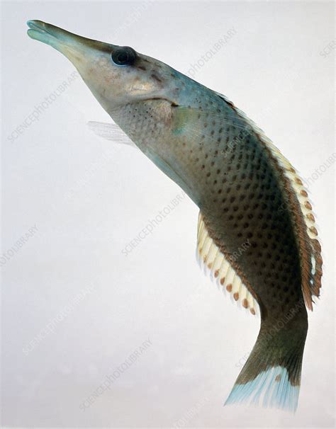 Bird Nose Wrasse Stock Image C0532332 Science Photo Library