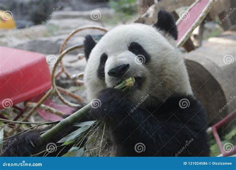 Funny Pose Of Giant Panda Stock Photo Image Of Playful 121024586