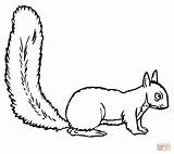 Squirrel Coloring Flying Printable Supercoloring Drawing Animals sketch template