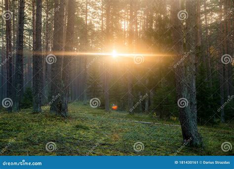 Sunrise In Pine Forest Stock Image Image Of Autumn 181430161