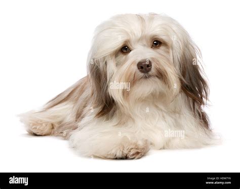 Do Havanese Dogs See In Color