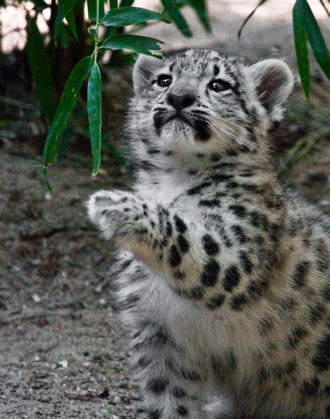 Snow Leopard Cub © 2010 Melvin Markowitz All Rights