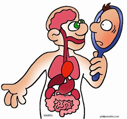 Human Science Clipart Systems Excretory Endocrine Muscular