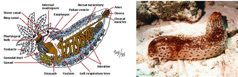 Sea Cucumber Evolution Of The Respiratory System