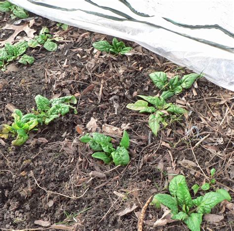 Find out how to grow spinach to make the most of cool weather growing. Visit My Garden: Overwintering Spinach