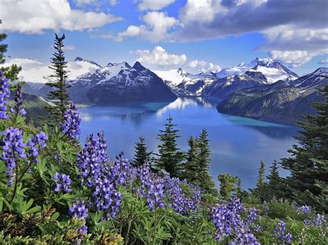 Mountains British Columbia Lakes Purple Flowers Lake Garibaldi Park