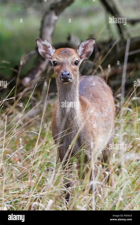Juvenile Sika Deer Hiding In Its Natural Habitat Stock Photo Alamy