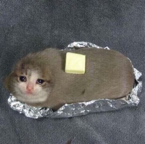 Butter Cat Dank Memes Amino