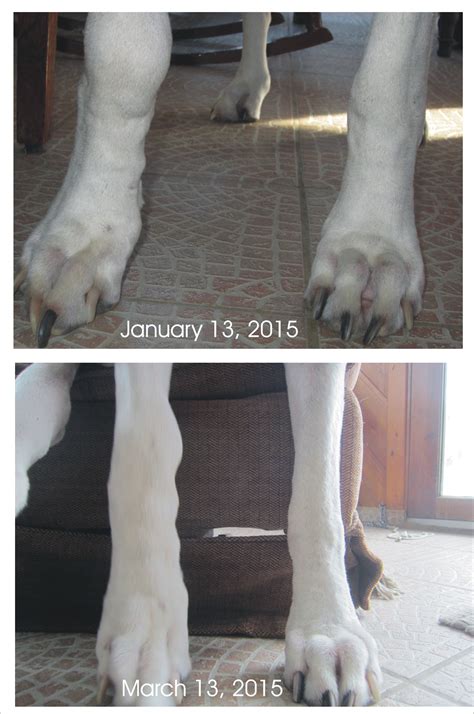 Bone Cancer Remission In Dogs What I Did — Dog Blog Great Dane Angels