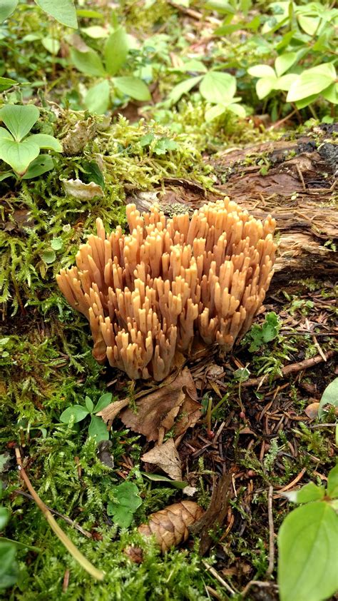 Coral Mushroom Mycology Fungi Mushrooms Mushroom Beatrixpotter Nature Ambleside Fungus