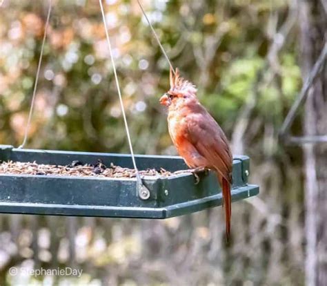 3 Best Bird Feeders For Cardinals In 2023 Most Feeders Dont Work