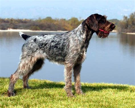 We did not find results for: Fact: German Wirehaired Pointer | German wirehaired ...