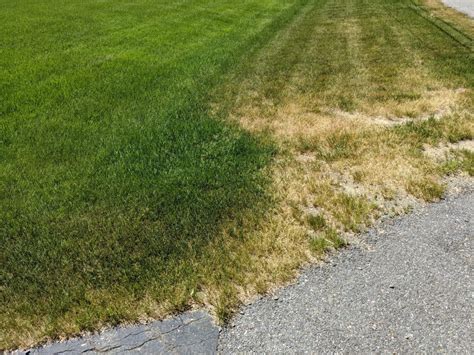 What Are The Brown Spots On My Lawn Green Thumb Lawn Service