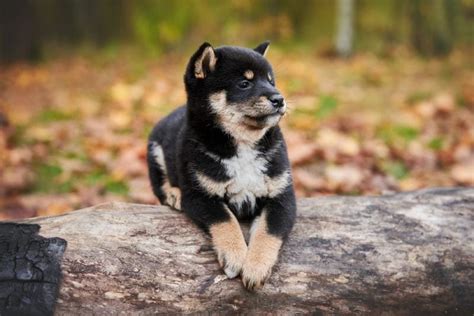 Black And Tan Shiba Inu Pictures Facts And History Hepper