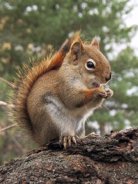 The american red squirrel (tamiasciurus hudsonicus) is one of three species of tree squirrels currently classified in the genus tamiasciurus, known as the pine squirrels. American Red Squirrel (Mammals of Connecticut, US ...