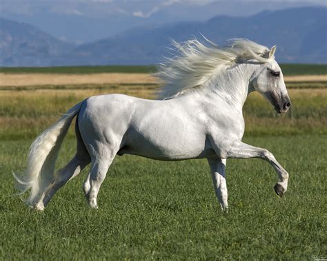 Purebred Grey Andalusian Stallion Running In Longmont Co Andalusian