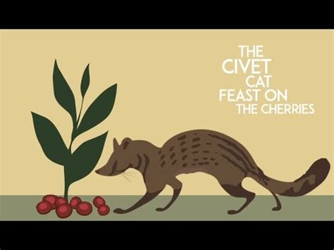 We did not find results for: Civet Cat Coffee Bean Process (Iteration1) | The Coffee Tips
