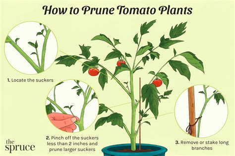 How To Prune A Tomato Plant