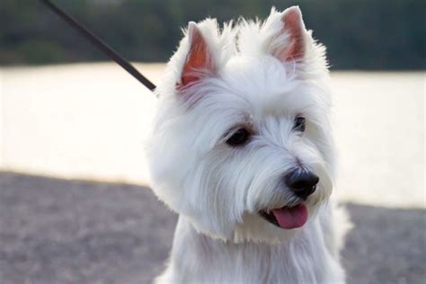 Top 18 Dog Breeds With Pointy Ears Aka Bat Ears W Pics