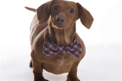 Dennis The Miniature Dachshund Loses 75 Percent Of His Body Weight