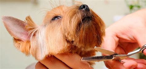 historia de la peluqueria canina todoperroscom