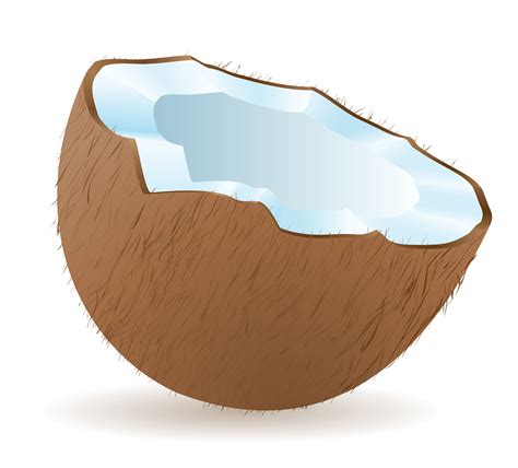 Coconut Vector Illustration 514645 Vector Art At Vecteezy