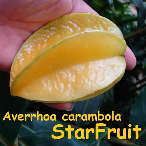 Polynesian Produce Stand ~starfruit~ Averrhoa Carambola Rare Tropical