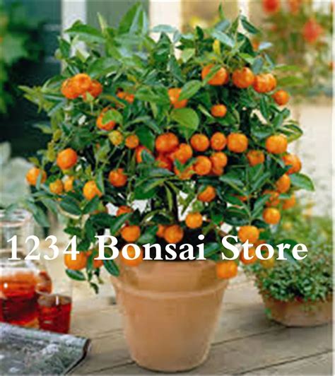 100 Pcs Bonsai Orange Potted Edible Tangerine Citrus Fruit Dwarf Orange