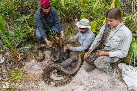 Record Breaking 16 Foot Python Found In Florida Along With 42 Others In