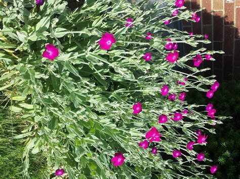 Identify flowers on the go. flowers - Plant identification? - Gardening & Landscaping ...