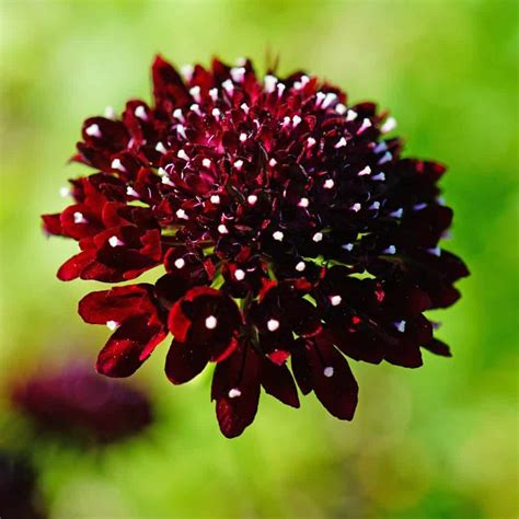 Discover The Charming Scabiosa Pincushion Flower Cascade Floral