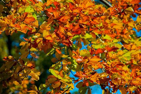 Aesthetic Autumn Leaves · Free photo on Pixabay