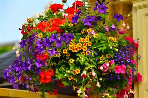 Detailed care instructions for each. 70 Hanging Flower Planter Ideas (PHOTOS and TOP 10)