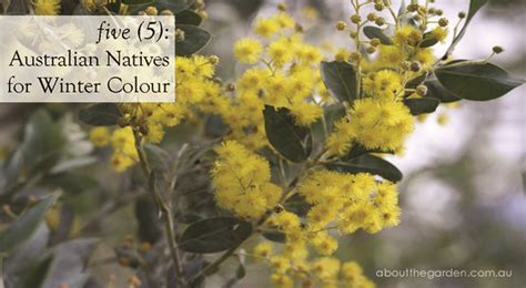 Preferably something that is hardier and more disease resistant than and it sounds like you would have to have as many branches from an old tree that you want to grow on the new tree, so you aren't really reproducing, you. 5 Australian Natives for Winter Colour by Temperate Zone ...