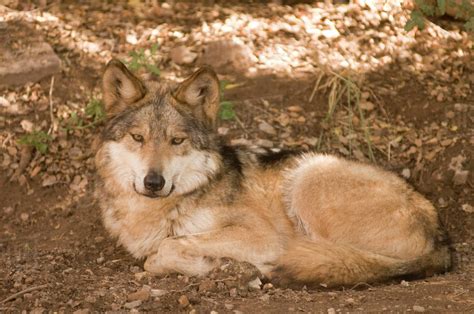 Mexican Wolf Canis Lupus Baileyi A Subspecies Of The Gray Wolf In