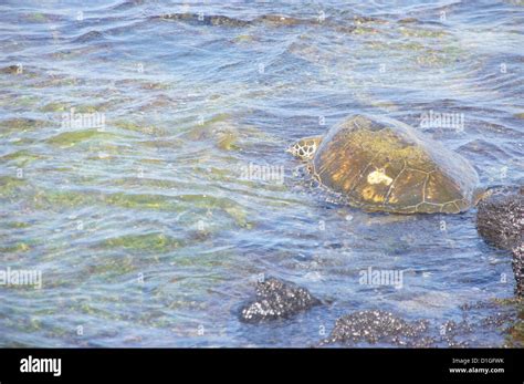 Hono Green Sea Turtle Swimming In Shallow Tide Pool Kaloko Honokohau National Historical Park