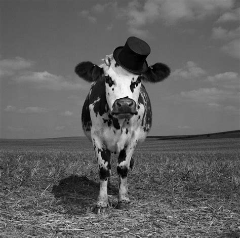 oh la vache meet hermione the very stylish cow cow wallpaper cow photos cow