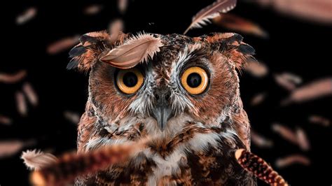 Curious Owl Hd Birds 4k Wallpapers Images Backgrounds Photos And