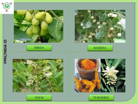 Medicinal Plants In India With Names Health And Traditional Medicine