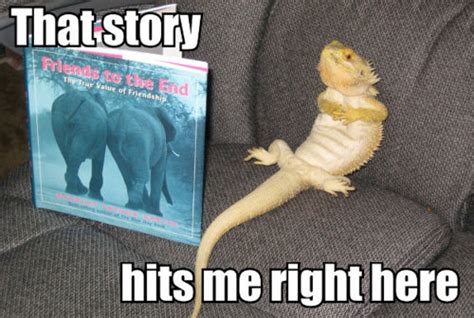 30 Bearded Dragon Memes to Make You Smile | AnimalPages