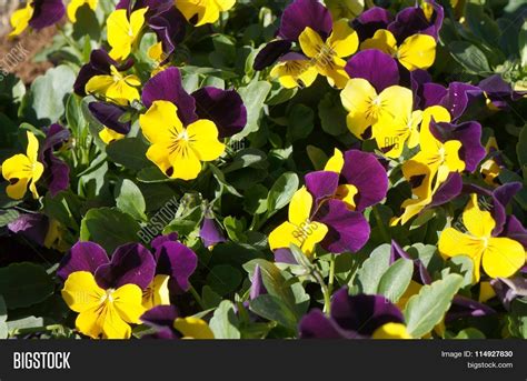 Viola Tricolor Flowers Image And Photo Free Trial Bigstock