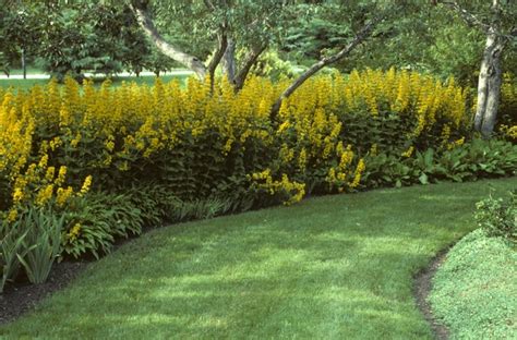Maybe you would like to learn more about one of these? Lysimachia punctata | Golden Alexander | Gateway Garden Center