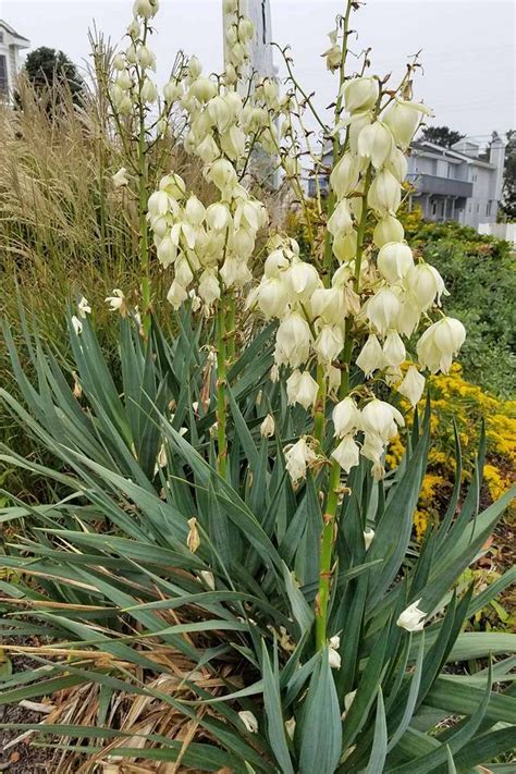 Maybe you would like to learn more about one of these? The Best Evergreen Shrubs for Your Garden | Gardener's ...