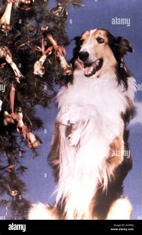 Lassie Year 1954 1974 Stock Photo Alamy