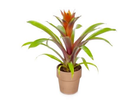 Bromeliad In Clay Potted Plant 5 Inch Pot Ralphs